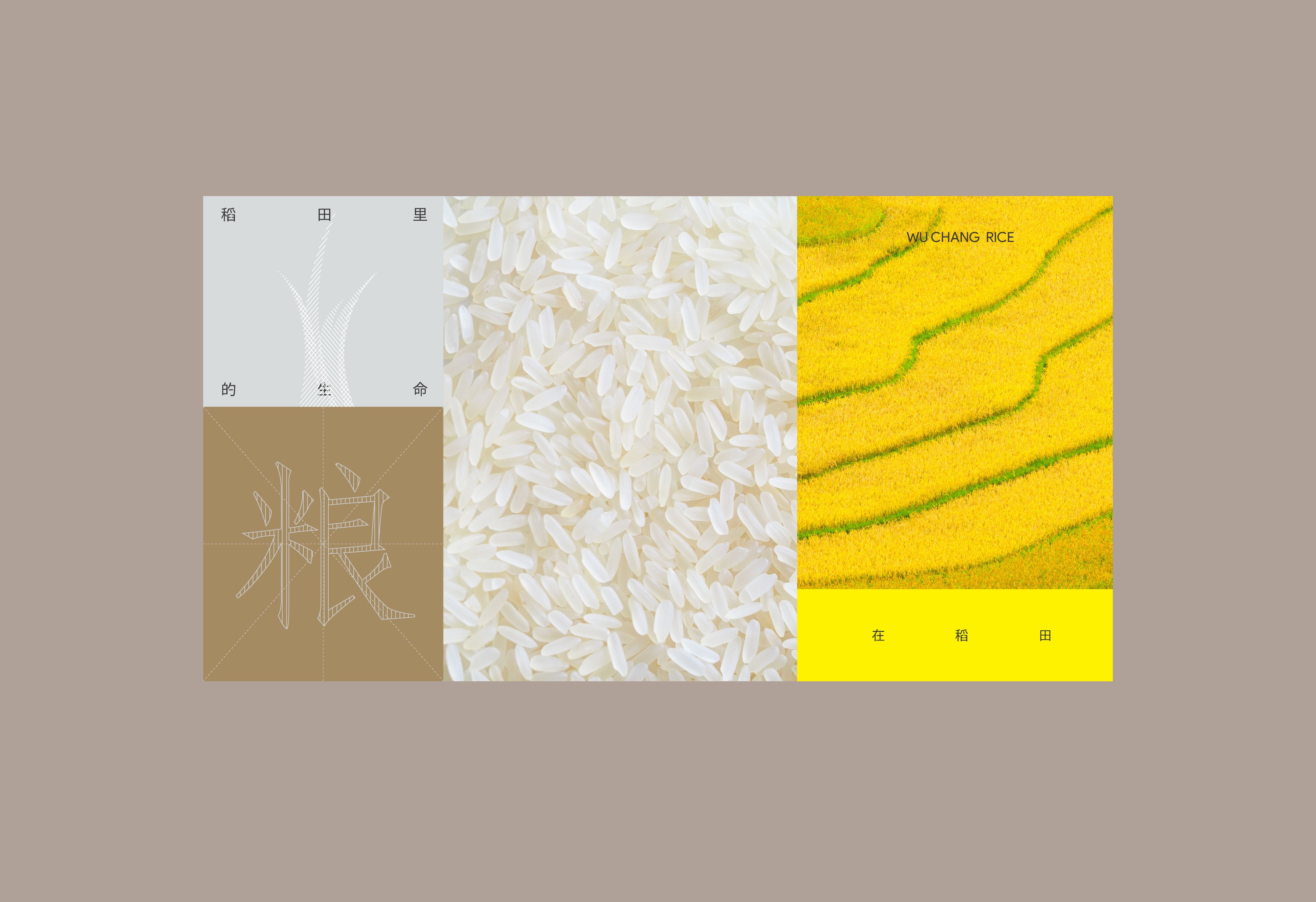 「金小稻」五常大米品牌形象VI设计_3.jpg