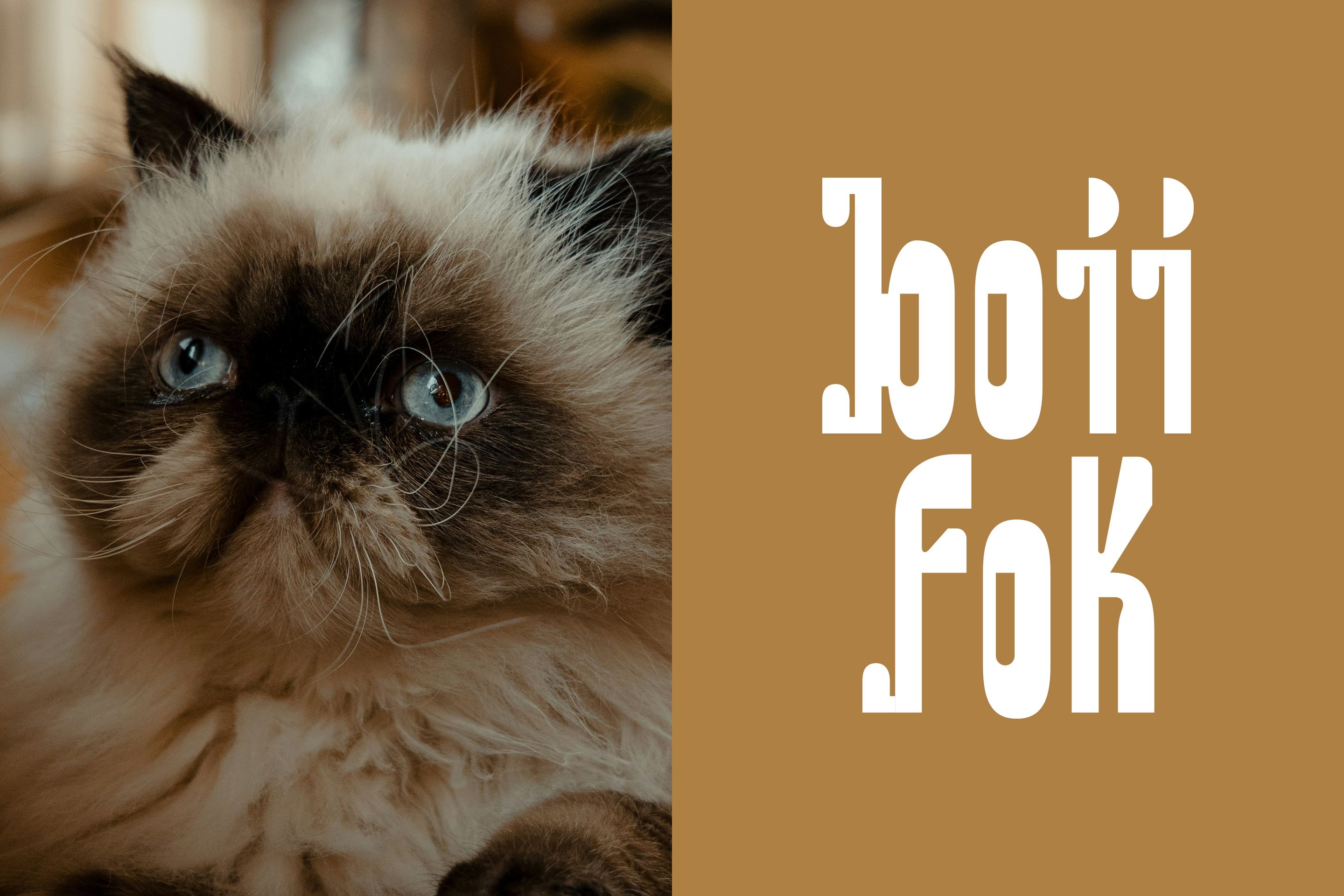 boii fok宠物品牌包装设计_17.jpg