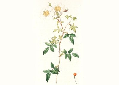 黄色月季花玫瑰花绿色的叶子植物油画作品展览