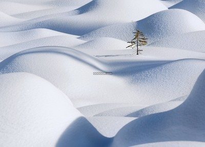 起伏不定的山丘覆盖着积雪一颗高傲的松树屹立挺拔