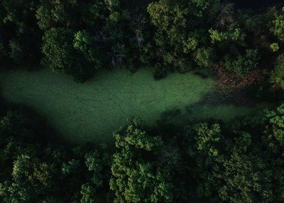 茂密森林空地绿色草坪户外绿油油