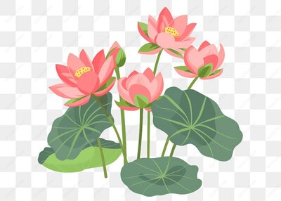 粉色荷花与叶子-1