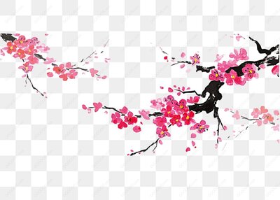 粉色梅花插画