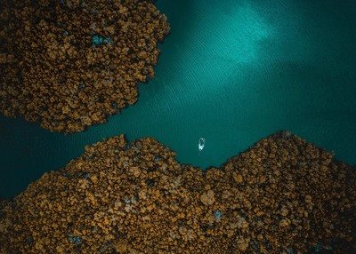 航拍下一只小船驶向清澈的海水中茂密的树林