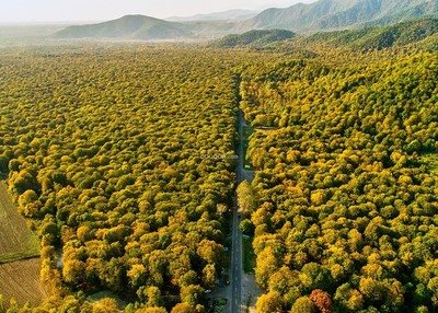 漫无边际的绿色的森林拓荒公路笔直绿色生机