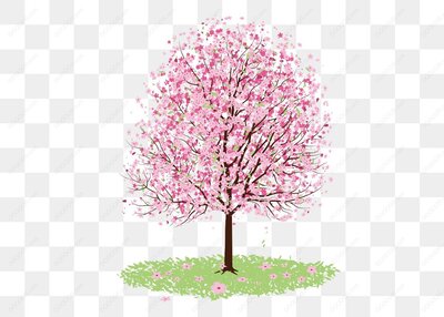 开花的樱花树插图