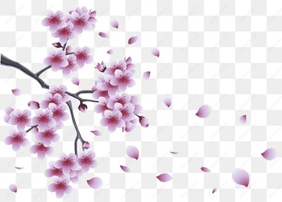 樱花树枝与花瓣