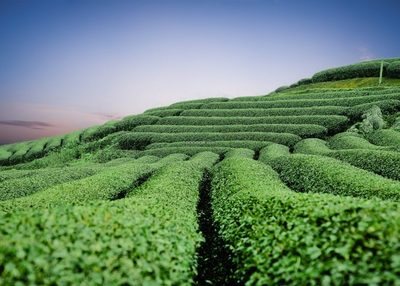 蓝蓝的天空下莫克洲丘陵茶园一片绿油油充满活力与生机自然风景素材设计