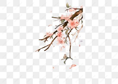 樱花树枝插图