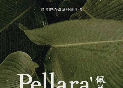Pellara佩兰植物品牌设计[8P]