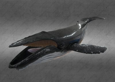座头鲸鲸鱼C4D模型FBX&BLEND素材附动画