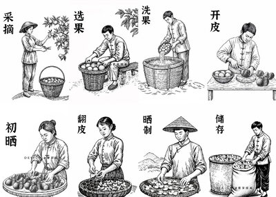 新会陈皮 制作流程 包装设计 版画设计[10P]