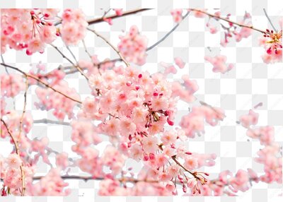 粉色樱花盛开枝头
